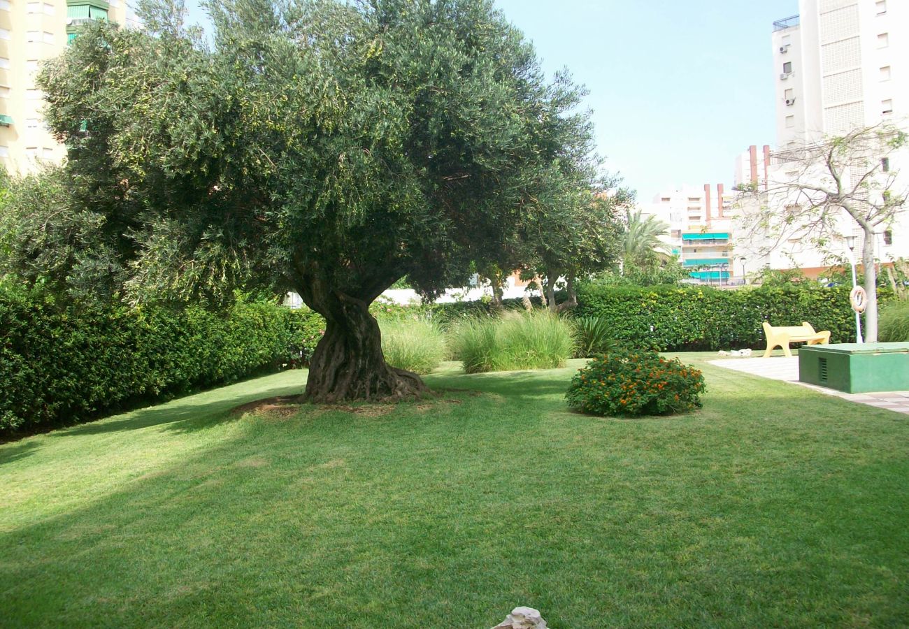 Apartamento en Gandia - DANIO D - 1º    /    EN PLAYA DE GANDIA